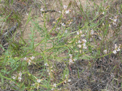 Mulford's milkvetch (Astragalus mulfordiae)